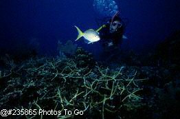 Scuba diver w/ coral reefs